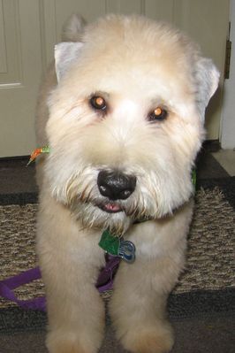 sandhill wheatens